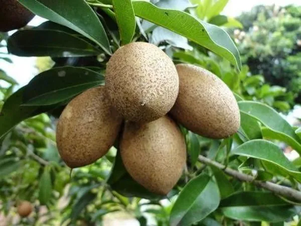Chiku_Plant_(Hybrid,_Pack_of_1)