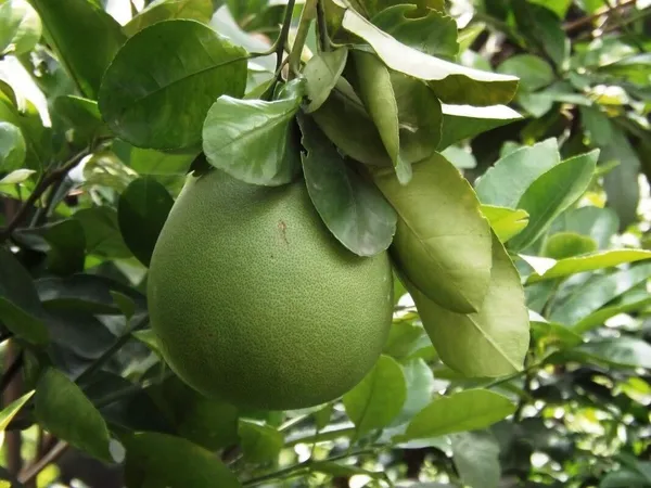 Sweet_Lemon_Plant_(Hybrid,_Pack_of_1)