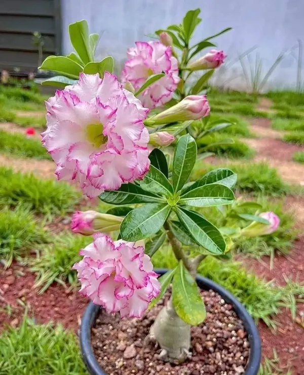 Adenium_Plant_(Hybrid,_Pack_of_1)