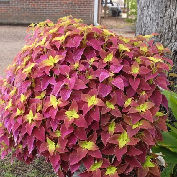 Coleus_Plant_(Hybrid,_Pack_of_1)