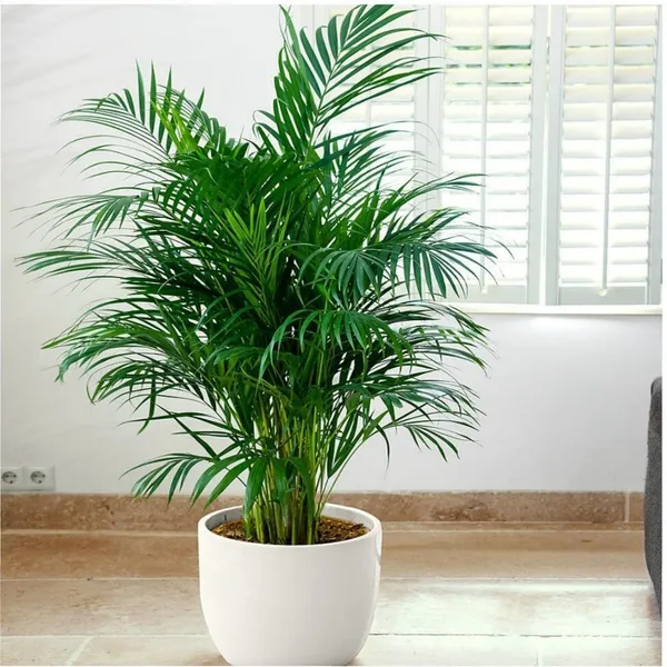 Areca_Plam_(Hybrid,_Pack_of_1)