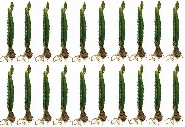 Dragon_Tree_(Hybrid,_Pack_of_1)