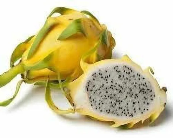 Dragon_Tree_(Hybrid,_Pack_of_1)
