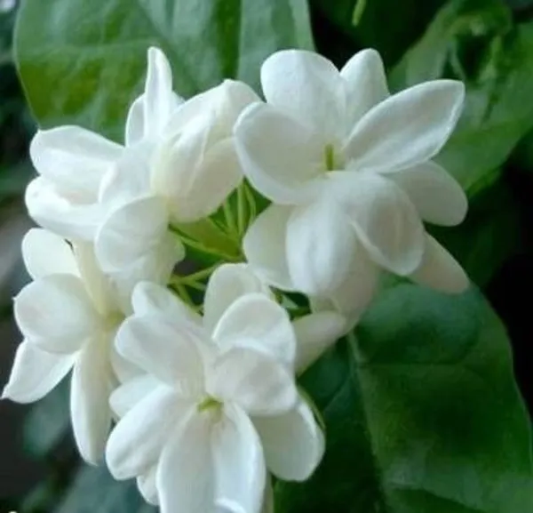 Jasmine_Plant_(Hybrid,_Pack_of_1)