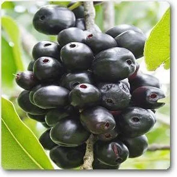 Jamun_Plant_(Hybrid,_Pack_of_1)