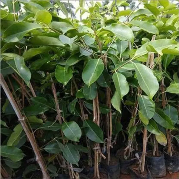 Jamun_Plant_(Hybrid,_Pack_of_1)