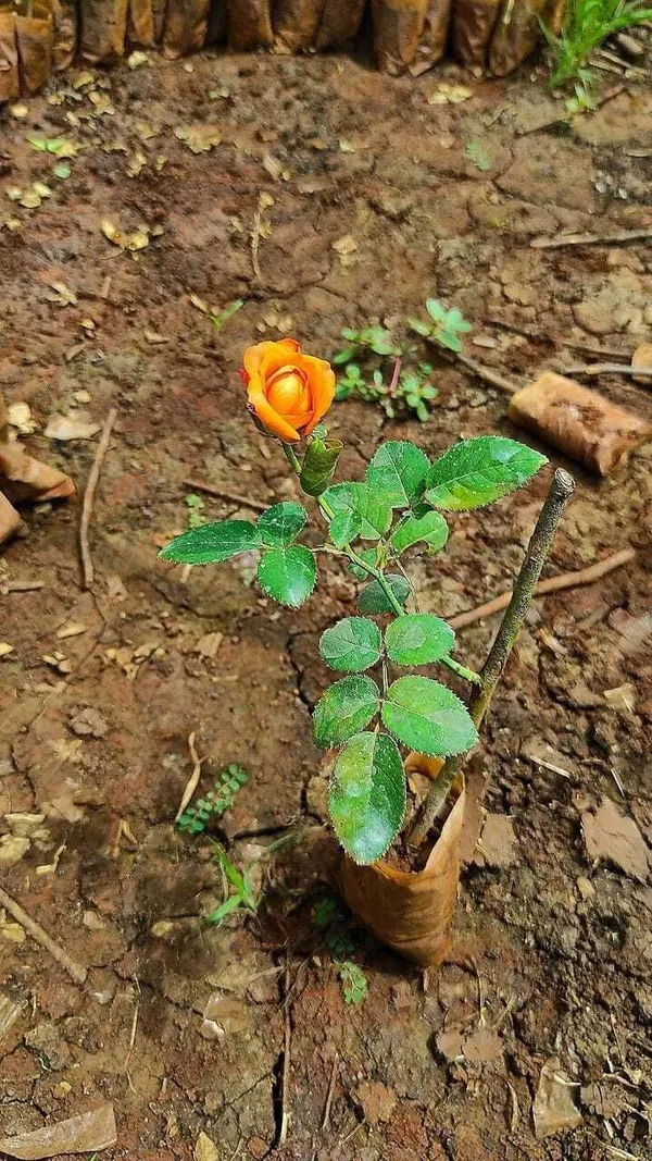 Semal/Bombax_Plant_(Hybrid,_Pack_of_1)