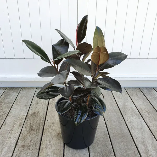 Rubber_Tree_(Hybrid,_Pack_of_1)