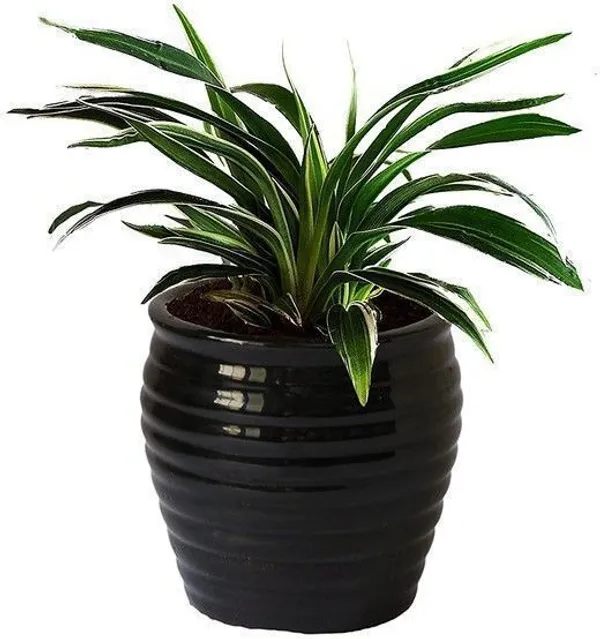 Spider_Plant_(Hybrid,_Pack_of_1)