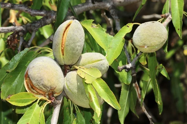 Almond_Plant_(Hybrid,_Pack_of_1)