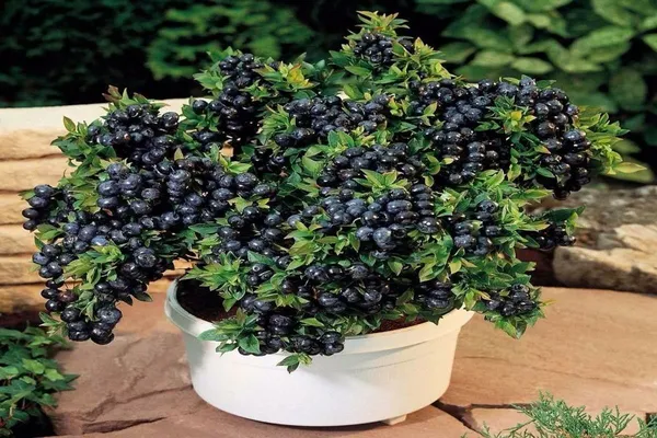 Jamun_Plant_(Hybrid,_Pack_of_1)