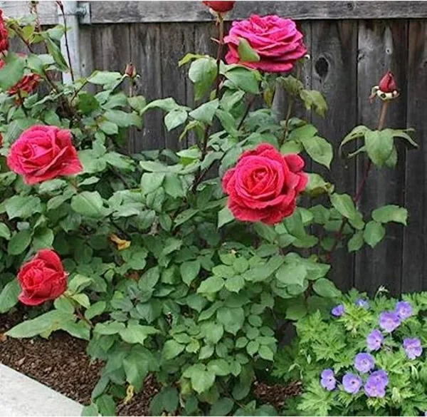 Rose_Plant_(Hybrid,_Pack_of_1)