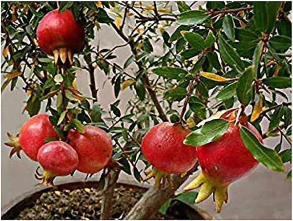 Pomegranate_Plant_(Hybrid,_Pack_of_1)