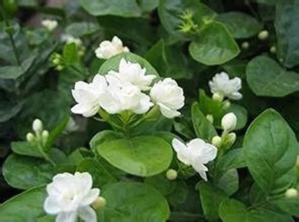 Night_Bloom_Jasmine_Plant_(Hybrid,_Pack_of_1)