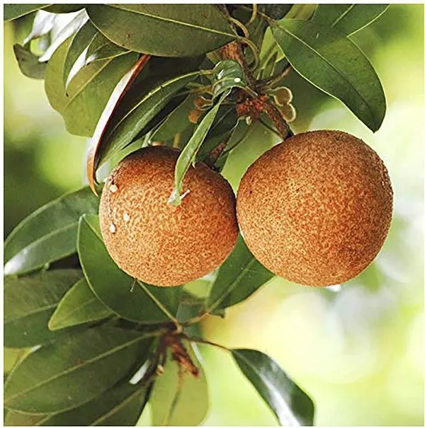 Chiku_Plant_(Hybrid,_Pack_of_1)