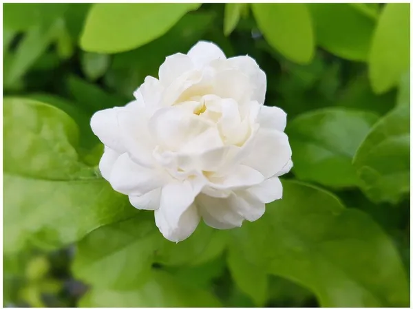 Night_Bloom_Jasmine_Plant_(Hybrid,_Pack_of_1)