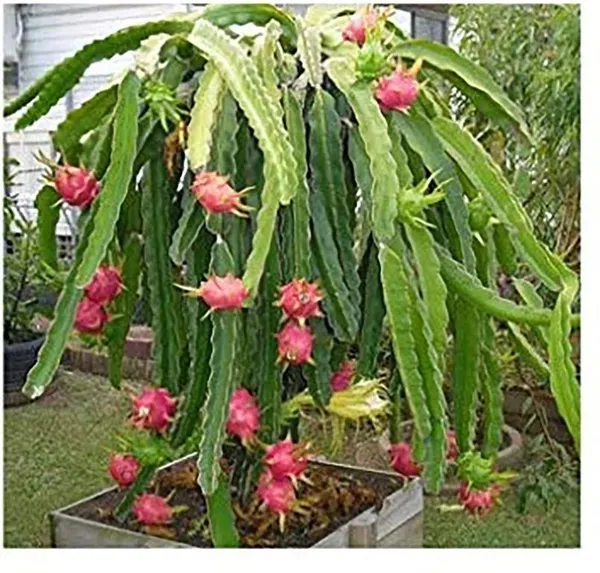 Dragon_Tree_(Hybrid,_Pack_of_1)
