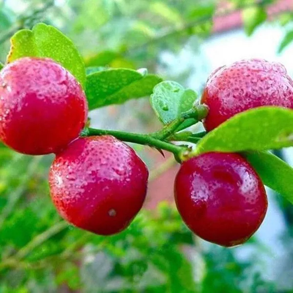 Lemon_Plant_(Hybrid,_Pack_of_1)