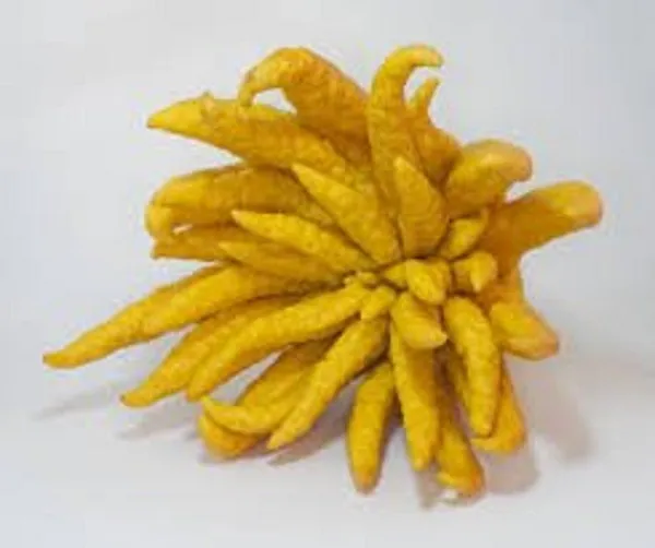 Lemon_Plant_(Hybrid,_Pack_of_1)