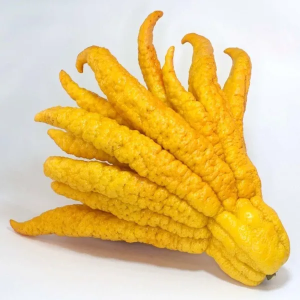 Lemon_Plant_(Hybrid,_Pack_of_1)