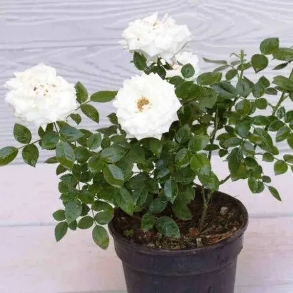 Rose_Plant_(Hybrid,_Pack_of_1)