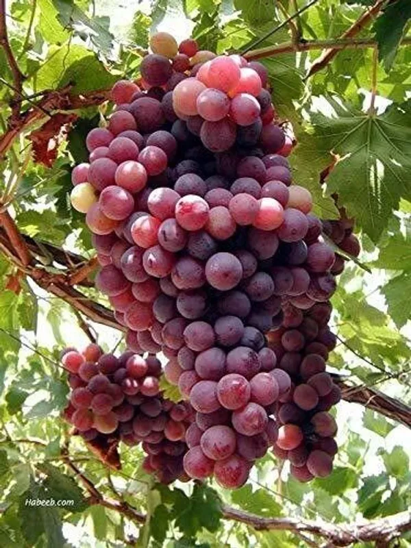 Grape_Plant_(Hybrid,_Pack_of_1)