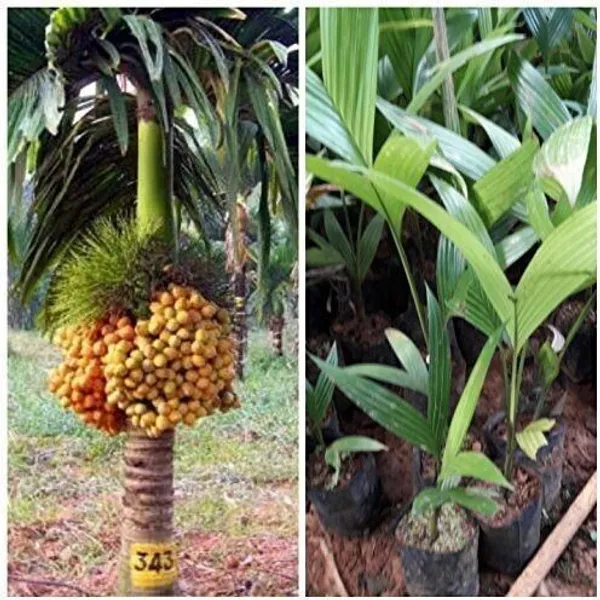 Betel_Nut/Supari_Plant_(Hybrid,_Pack_of_1)