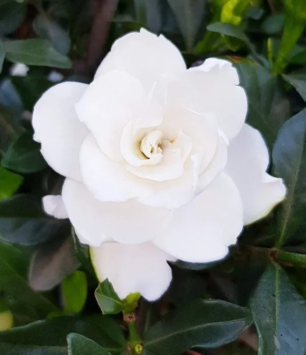 Night_Bloom_Jasmine_Plant_(Hybrid,_Pack_of_1)