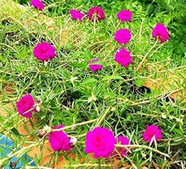 Portulaca_Plant_(Hybrid,_Pack_of_1)