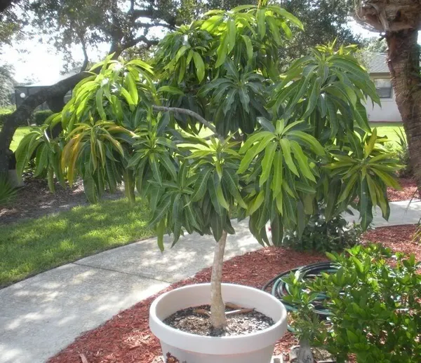 Lemon_Plant_(Hybrid,_Pack_of_1)