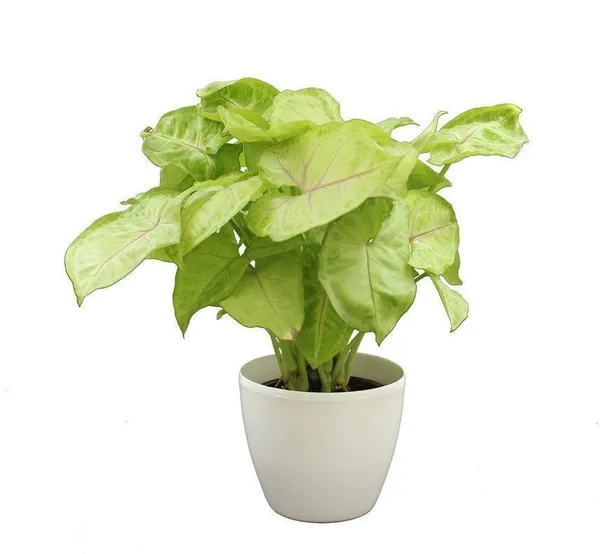 Syngonium_Plant_(Hybrid,_Pack_of_1)