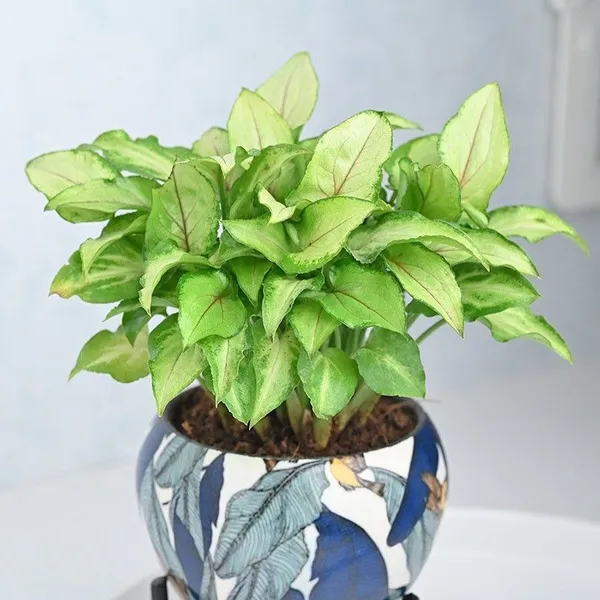 Syngonium_Plant_(Hybrid,_Pack_of_1)