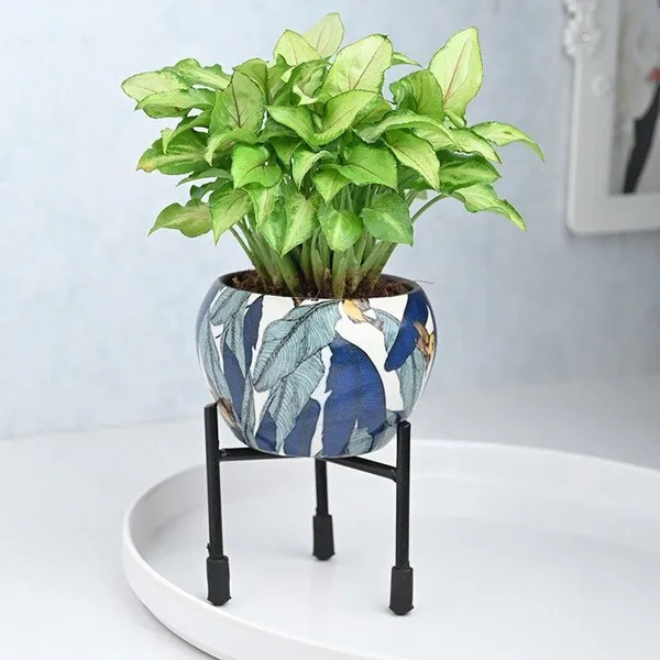 Syngonium_Plant_(Hybrid,_Pack_of_1)