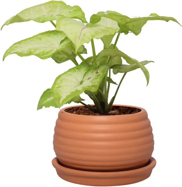 Syngonium_Plant_(Hybrid,_Pack_of_1)