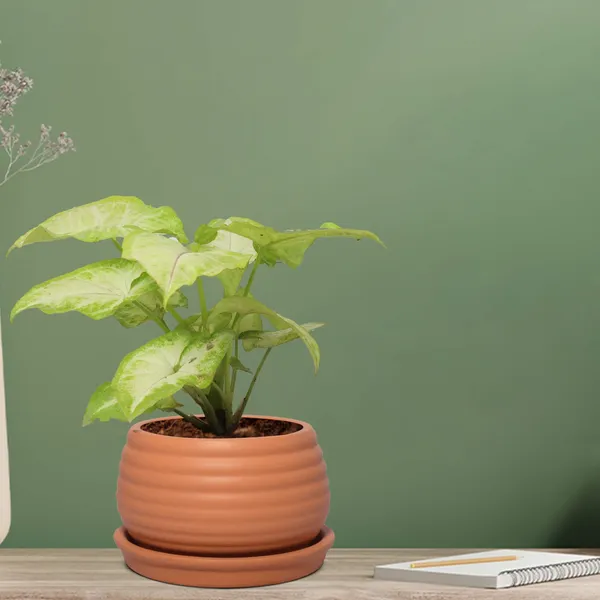 Syngonium_Plant_(Hybrid,_Pack_of_1)