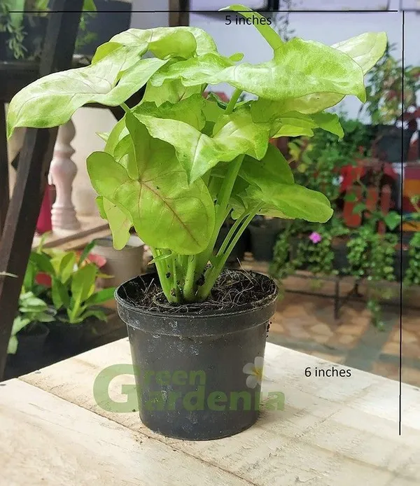 Syngonium_Plant_(Hybrid,_Pack_of_1)