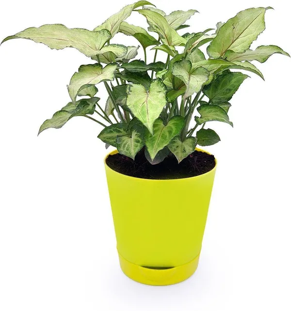 Syngonium_Plant_(Hybrid,_Pack_of_1)