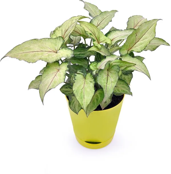 Syngonium_Plant_(Hybrid,_Pack_of_1)