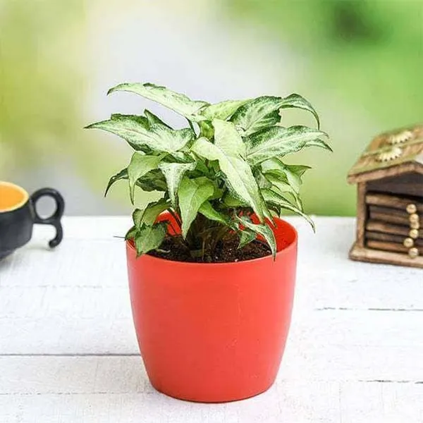 Syngonium_Plant_(Hybrid,_Pack_of_1)