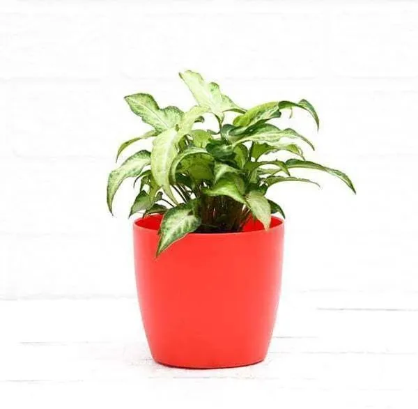 Syngonium_Plant_(Hybrid,_Pack_of_1)