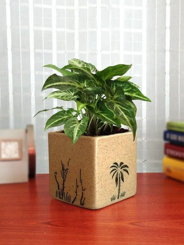 Syngonium_Plant_(Hybrid,_Pack_of_1)