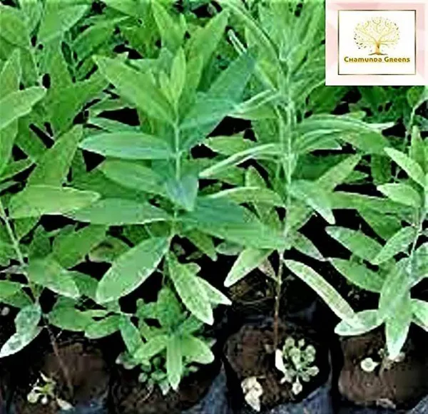 Sandalwood_Fan_Plant_(Hybrid,_Pack_of_1)