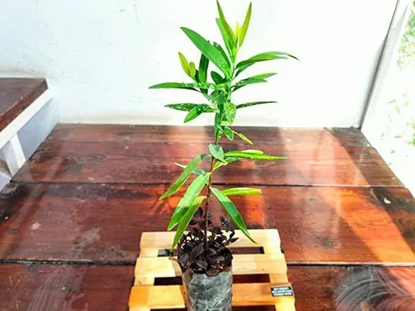 Sandalwood_Fan_Plant_(Hybrid,_Pack_of_1)