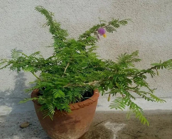 Shami/Jand_Plant_(Hybrid,_Pack_of_1)
