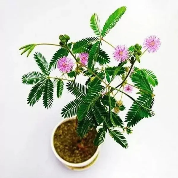 Shami/Jand_Plant_(Hybrid,_Pack_of_1)