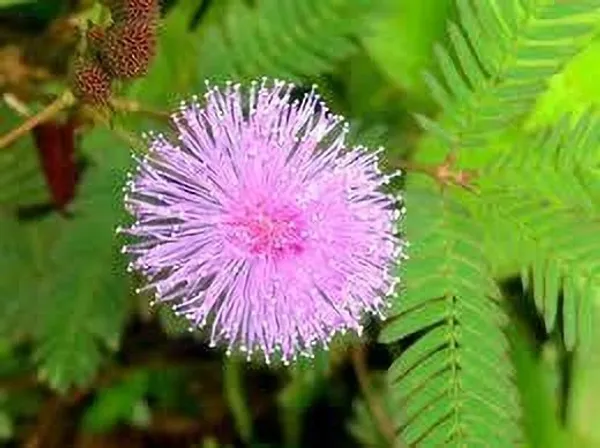 Shame_Plant_(Hybrid,_Pack_of_1)