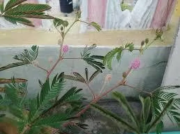 Shame_Plant_(Hybrid,_Pack_of_1)