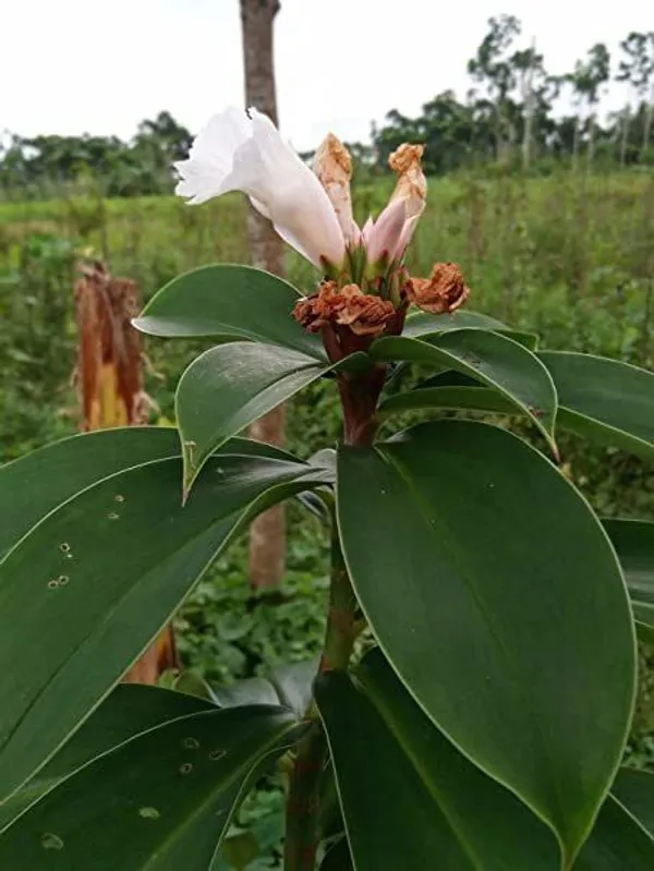 Insulin_Plant_(Hybrid,_Pack_of_1)
