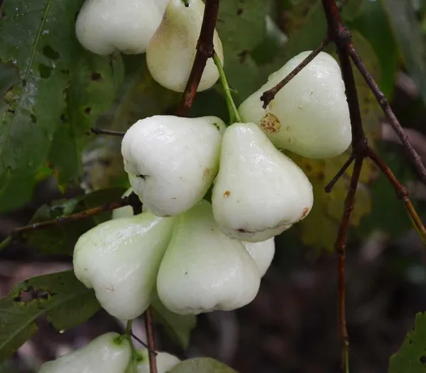 Jamun_Plant_(Hybrid,_Pack_of_1)
