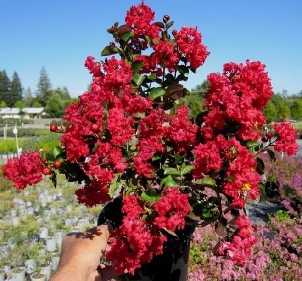 Jasmine_Plant_(Hybrid,_Pack_of_1)